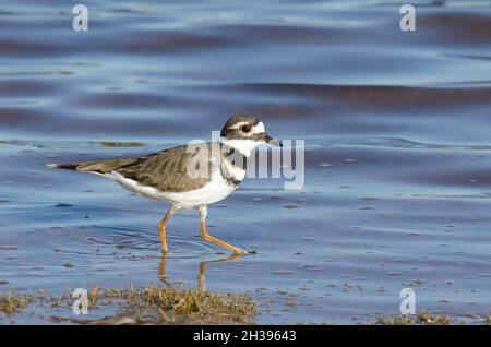 Killdeer, Charadrius vociferus, am Seeufer Stockfoto