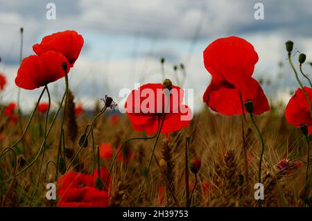 Mohnblumen in einem Getreidefeld Stockfoto