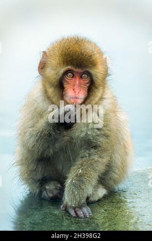 Asien; Japan; Honshu; Winter; Jigokudani Hot Springs; Tierwelt; Säugetiere; Makaken; Schneemaffen; Macaca fuscata. Baby. Stockfoto