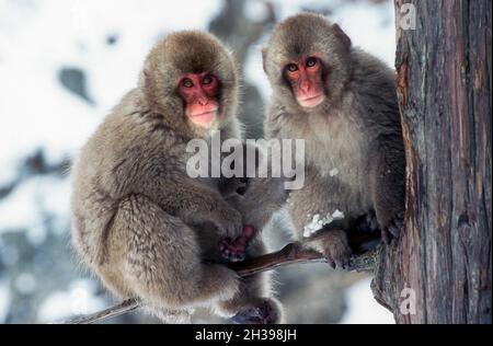 Asien; Japan; Honshu; Winter; Jigokudani Hot Springs; Tierwelt; Säugetiere; Makaken; Schneemaffen; Macaca fuscata. Babys. Stockfoto