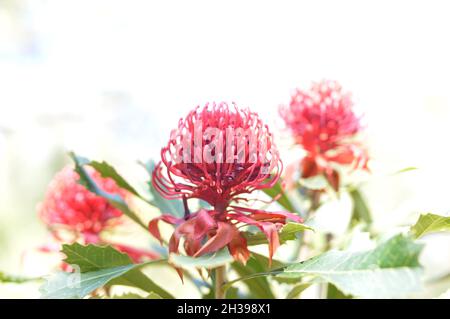 Waratah blüht im Buschland von NSW Australia Stockfoto