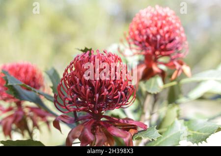 Waratah blüht im Buschland von NSW Australia Stockfoto