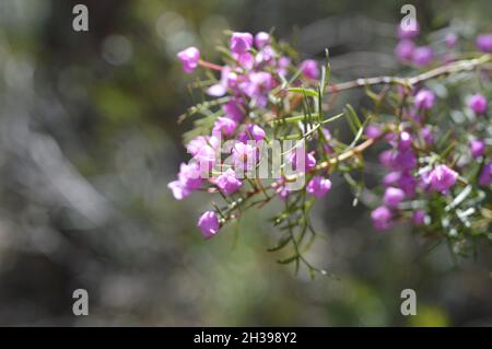 Boronia Blume aus Australien an einem horizontalen Ast Stockfoto