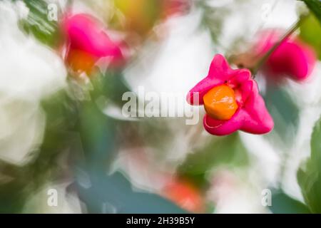 Europäische Spindel (Euonymus europaeus), Saatgutstand, Hessen, Deutschland Stockfoto