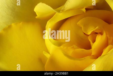 Makroansicht der Mitte der gelben Rosenknospe Stockfoto