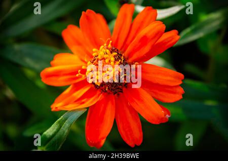 Schleichende Zinnia (Zinnia angustifolia), auch bekannt als Schmalblatt-Zinnia und mexikanisches Zinnia, ist am 23. Oktober 2021 in Fairhope, Alabama. Stockfoto
