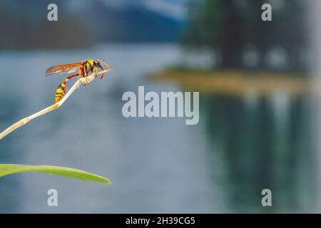 Eine Wespe, die auf einem Zweig einer Orchideenpflanze thront, mit einem Pflanzenhintergrund und glitzerndem Wasser im See, mit Kopierraum Stockfoto