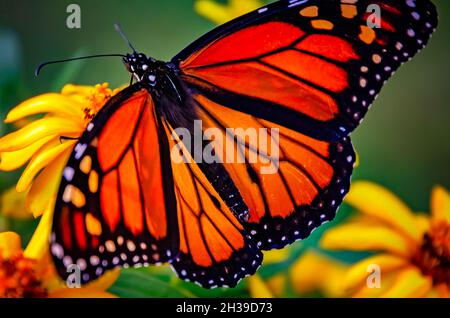 Ein Monarch-Schmetterling (Danaus plexippus) ernährt sich während der Herbstmigration am 23. Oktober 2021 in Fairhope, Alabama, von einer schleichenden Zinnie (Zinnia angustifolia). Stockfoto