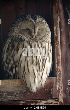 Nachtschwärmer Uralkauz, Strix uralensis, Portrait. Die Uraleule ist eine große nachtaktive Eule. Stockfoto