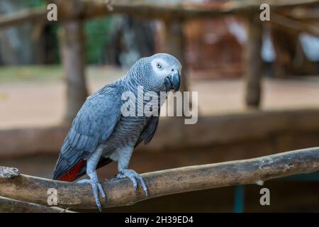 African Grey Papagei sitzt auf Holz im öffentlichen Park Stockfoto