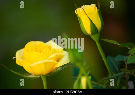 Drei seidig gelbe Rosen auf grünem Hintergrund, eine blühende Rose und zwei Knospen Stockfoto