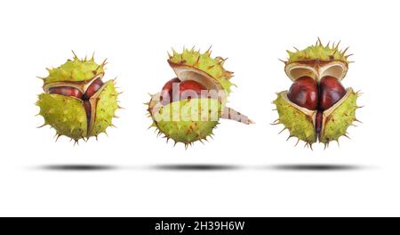 Conker öffnet sich in drei Stufen und zeigt im Inneren grüne Spikes aus der Nähe isoliert auf weiß mit Schatten. Natürliches Schutz- und Sicherheitskonzept. Natu Stockfoto