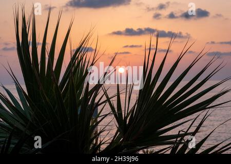 Sonnenuntergang durch die Blätter einer Palme, Paphos, Zypern. Stockfoto