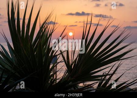 Sonnenuntergang durch die Blätter einer Palme, Paphos, Zypern. Stockfoto