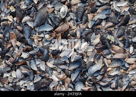 Haufen zerbrochener Muscheln und Steine am Strand als Musterhintergrund. Draufsicht Stockfoto