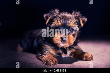 Yorkshire Terrier Welpenportrait auf schwarzem Hintergrund. Stockfoto