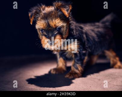 Yorkshire Terrier Welpenportrait auf schwarzem Hintergrund. Nahaufnahme, Vollformat. Stockfoto