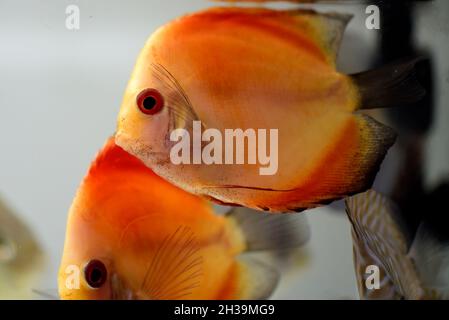 Nahaufnahme von Melone Discus Fish schwimmt im Aquarium Stockfoto