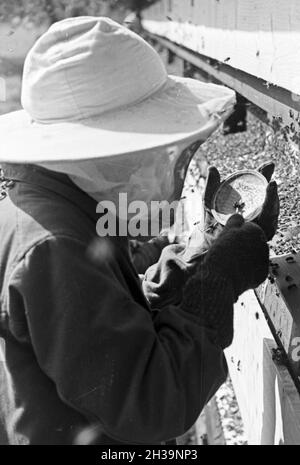 Gewinnung von Bienengift bei der Pharmafirma Mack in Illertissen, Deutschland 1930er Jahre. Extraktion von Bienengift bei Mack pharmceutical Unternehmen in Illertissen, Deutschland 1930. Stockfoto