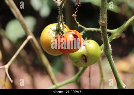 Insekten auf reifen Tomaten, Insektenfressende auf überreifen Tomaten Stockfoto