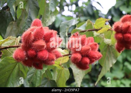 Urucum- oder Achiote-Baum mit roten Früchten wächst auf einer Pflanze, die zur Ernte bereit ist, Bixa Orellana oder Annatto in einer Gruppe Stockfoto