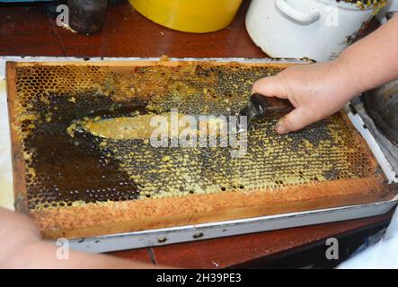 Nahaufnahme der Imkerhand, die Honig aus der gelben Wabe extrahiert. Imker schneidet Wachs vom Wabenrahmen mit einem Spezialmesser ab. Stockfoto