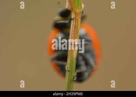Marienkäfer, der eine Pflanze bestiegen hat. Stockfoto