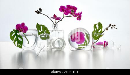 Reflexionen, florale Elemente im Wasser verzerrt. Natürliches Labor. Abstraktes Blumenarrangement mit magentafarbenen Orchideenblüten und exotischen Monstera Stockfoto