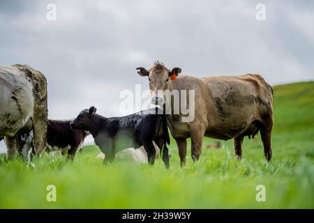 In Australien grasen Kühe und Bullen auf dem Gestüt, zu den Rassen gehören gesprenkelte Park, murray Grey, angus und brangus. Stockfoto