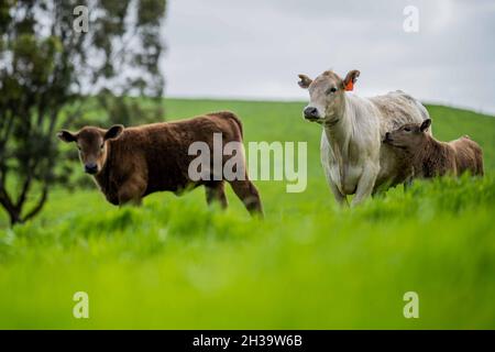 In Australien grasen Kühe und Bullen auf dem Gestüt, zu den Rassen gehören gesprenkelte Park, murray Grey, angus und brangus. Stockfoto