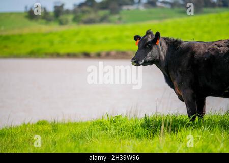 In Australien grasen Kühe und Bullen auf dem Gestüt, zu den Rassen gehören gesprenkelte Park, murray Grey, angus und brangus. Stockfoto