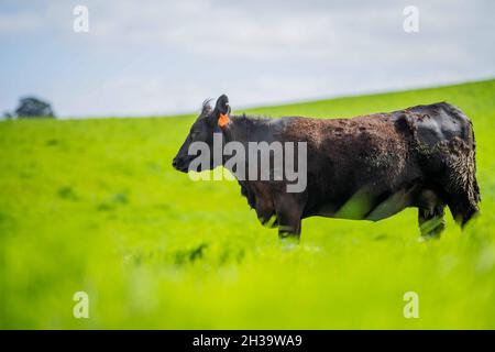 In Australien grasen Kühe und Bullen auf dem Gestüt, zu den Rassen gehören gesprenkelte Park, murray Grey, angus und brangus. Stockfoto