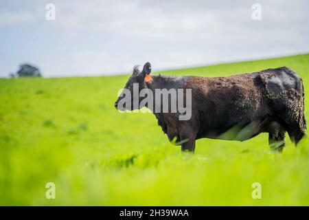 In Australien grasen Kühe und Bullen auf dem Gestüt, zu den Rassen gehören gesprenkelte Park, murray Grey, angus und brangus. Stockfoto