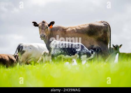 In Australien grasen Kühe und Bullen auf dem Gestüt, zu den Rassen gehören gesprenkelte Park, murray Grey, angus und brangus. Stockfoto