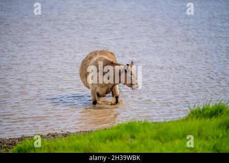 In Australien grasen Kühe und Bullen auf dem Gestüt, zu den Rassen gehören gesprenkelte Park, murray Grey, angus und brangus. Stockfoto
