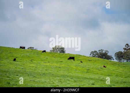In Australien grasen Kühe und Bullen auf dem Gestüt, zu den Rassen gehören gesprenkelte Park, murray Grey, angus und brangus. Stockfoto