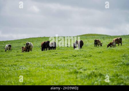 In Australien grasen Kühe und Bullen auf dem Gestüt, zu den Rassen gehören gesprenkelte Park, murray Grey, angus und brangus. Stockfoto