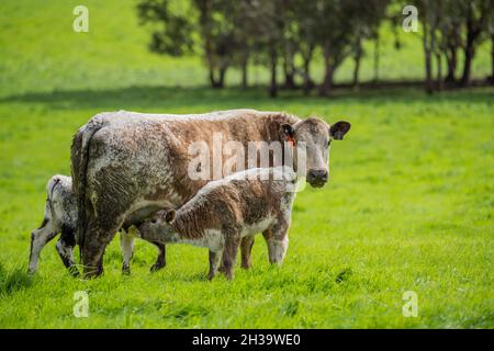 In Australien grasen Kühe und Bullen auf dem Gestüt, zu den Rassen gehören gesprenkelte Park, murray Grey, angus und brangus. Stockfoto