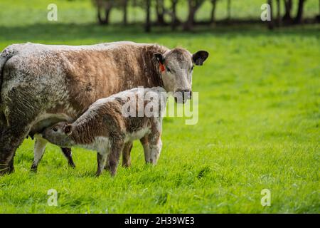 In Australien grasen Kühe und Bullen auf dem Gestüt, zu den Rassen gehören gesprenkelte Park, murray Grey, angus und brangus. Stockfoto