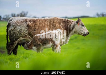 In Australien grasen Kühe und Bullen auf dem Gestüt, zu den Rassen gehören gesprenkelte Park, murray Grey, angus und brangus. Stockfoto