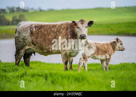 In Australien grasen Kühe und Bullen auf dem Gestüt, zu den Rassen gehören gesprenkelte Park, murray Grey, angus und brangus. Stockfoto