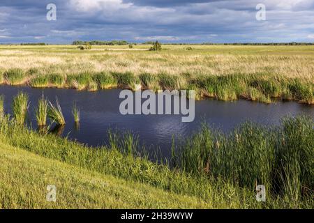 Sumpflandschaft. Wasser und Gras gegen einen stürmischen Himmel. Blick auf den Sumpf vor dem Regen. Stockfoto