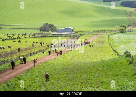 Nahaufnahme von Rinderbullen, Kühen und Kälbern, die auf Gras auf einem Feld in Australien grasen. Rinderrassen umfassen Speckle Park, murray Grey, angus, BH Stockfoto