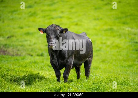 Nahaufnahme von Rinderbullen, Kühen und Kälbern, die auf Gras auf einem Feld in Australien grasen. Rinderrassen umfassen Speckle Park, murray Grey, angus, BH Stockfoto