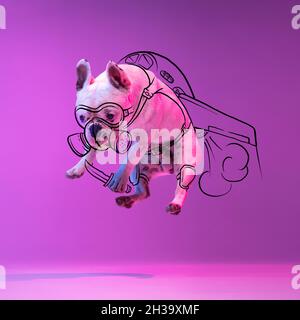 Moderne Kunstwerke. Ein süßer kleiner Hund, Bulldog fliegen, springen isoliert auf gradient neon lila Studio Hintergrund mit Zeichnungen. Stockfoto
