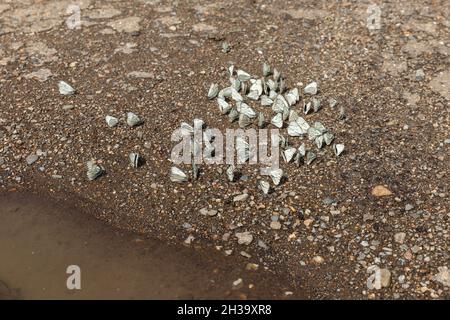 Schwarz-geädert Weiße Schmetterlinge auf dem Boden in der Nähe des Wassers. Aporia crataegi Stockfoto