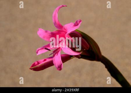Nahaufnahme eine einzelne rosa Nerine bowdenii (Bowden Lily) Blume, die in den Grenzen von RHS Garden Bridgewater, Worsley, Greater Manchester, Großbritannien, angebaut wird Stockfoto