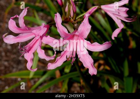 Pink Nerine bowdenii (Bowden Lily) Blumen, die in den Grenzen von RHS Garden Bridgewater, Worsley, Greater Manchester, Großbritannien, angebaut werden Stockfoto
