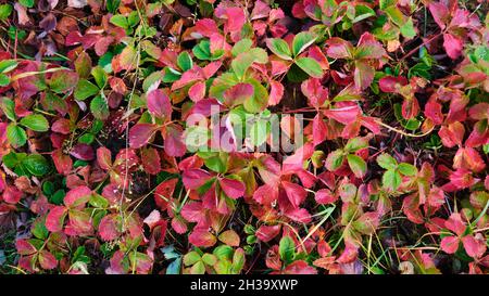 Fallenes Herbstlaub Auf Grünem Gras Liegend. Stockfoto