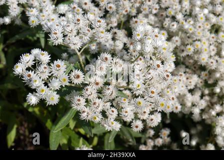 Nahaufnahme der weißen Anaphalis triplinervis 'Sommerschnee/Summer Snow'-Blumen, die in den Grenzen von RHS Garden Bridgewater, Worsley, Manchester, Großbritannien, angebaut werden. Stockfoto